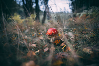 Close-up of mushroom growing on field