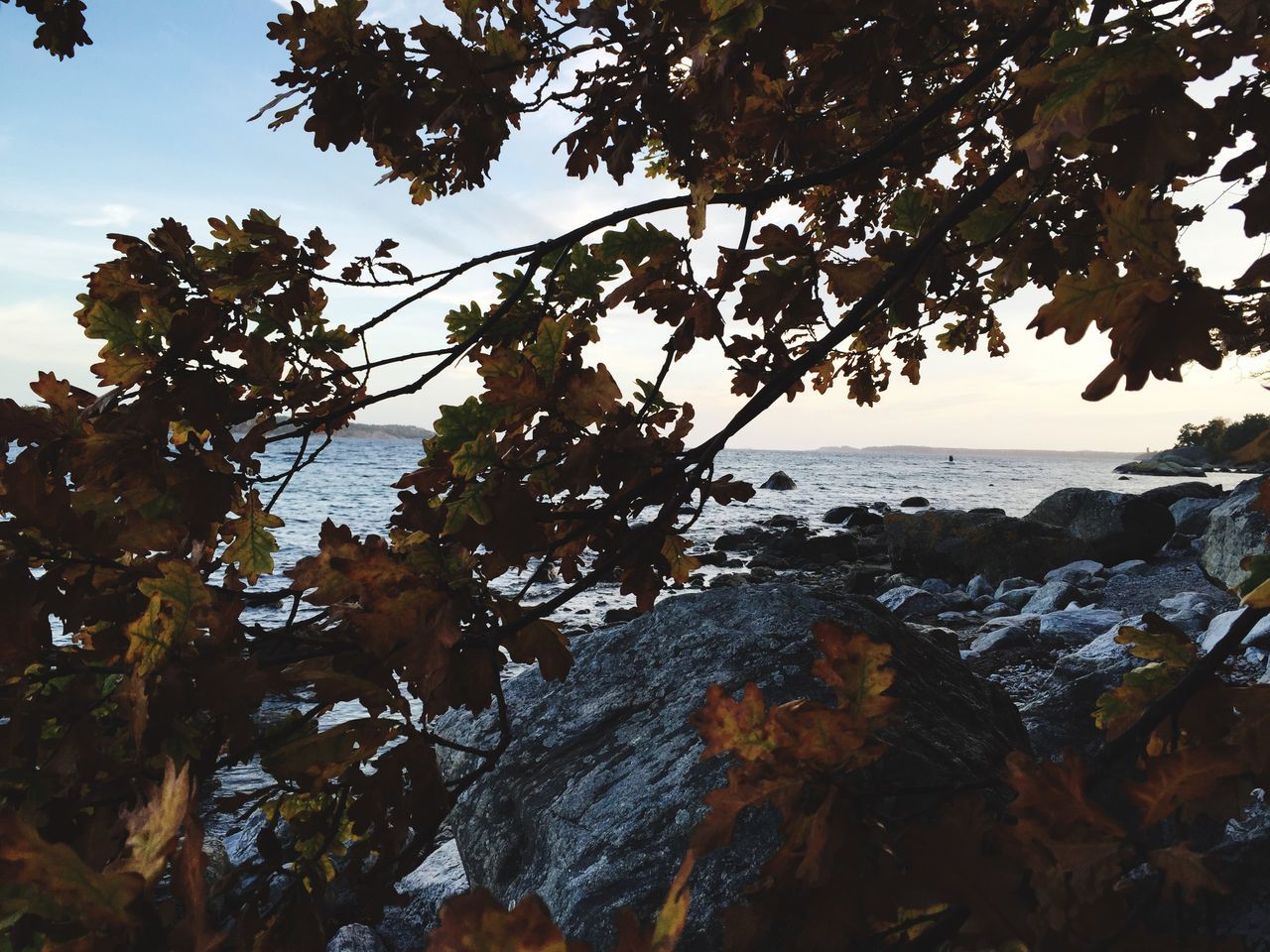 tree, sky, tranquility, branch, scenics, tranquil scene, beauty in nature, nature, sea, horizon over water, water, idyllic, outdoors, no people, day, growth, rock - object, sunlight, leaf, cloud