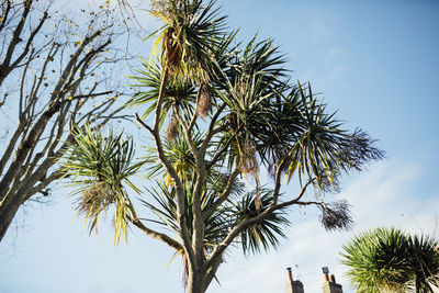 Low angle view of palm trees