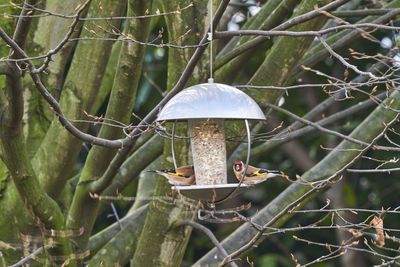 Close-up of birds perching on feeder against tree