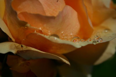 Close-up of flowers