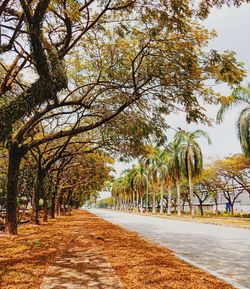 Road amidst trees against sky