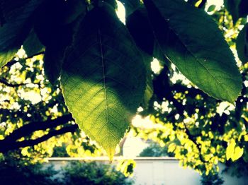 leaf