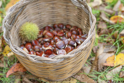 High angle view of fruits in basket