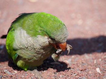 Close-up of bird perching outdoors