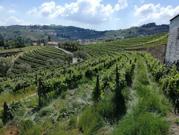 Scenic view of agricultural field against sky