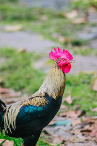 Close-up of rooster on land