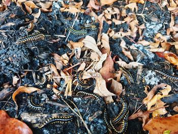 High angle view of dry leaves on field