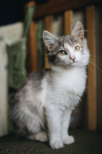 Close-up portrait of a cat