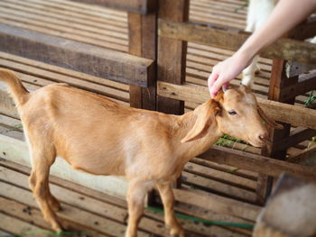 Portrait of goat