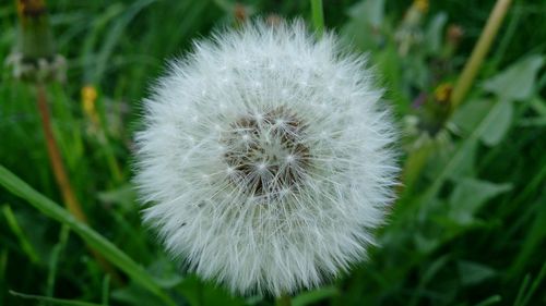 Close-up of dandelion flower