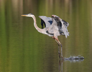 Bird perching on a lake