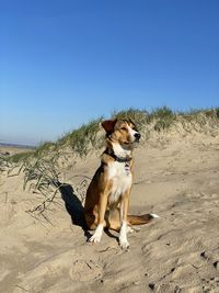 Dog sitting on beach