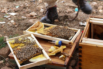 Cropped hand holding bees