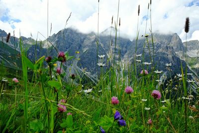 Plants growing on field