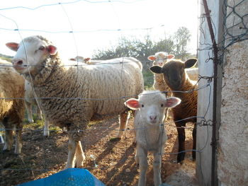 View of sheep in pen