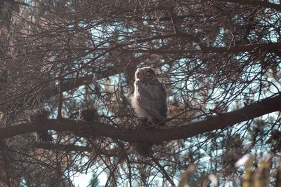 Low angle view of cat sitting on tree