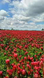 Red flowers blooming on field against sky