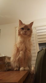 Portrait of cat at home