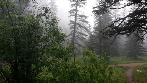 Trees in forest