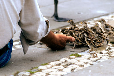 Midsection of man feeding birds