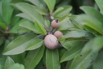 Close-up of fruits growing on plant