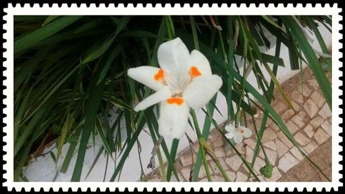 Close-up of white flowers