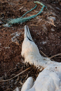 Close-up of bird