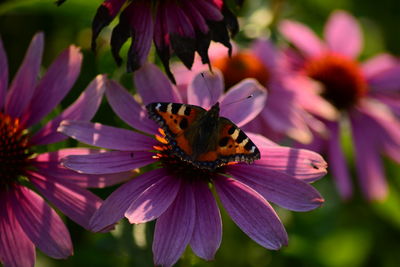 Close-up of butterfly pollinating on purple flower