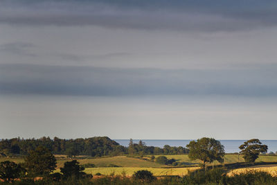 Scenic view of trees on field against sky