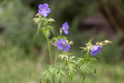 Close-up of purple flowers blooming outdoors