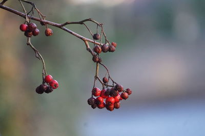 fruit