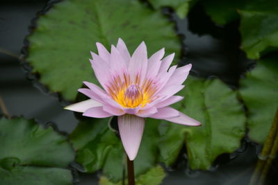 Close-up of lotus water lily in pond