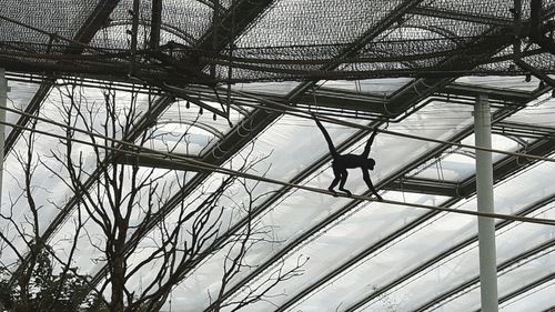 Low angle view of monkey on cable against ceiling