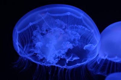 Close-up of jellyfish against blue background