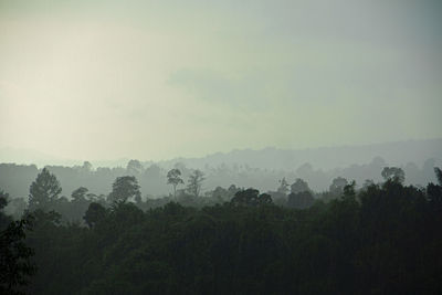 Trees on landscape against sky