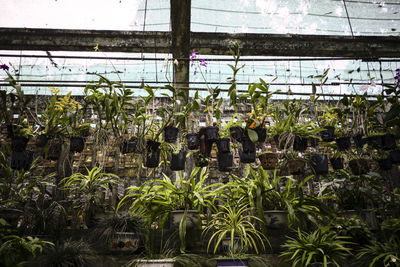 Plants in greenhouse