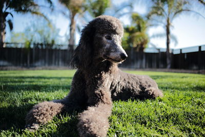 Dog on field against sky