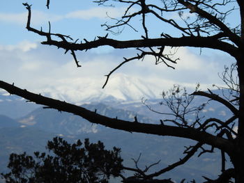 Low angle view of silhouette bare tree against sky