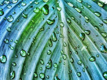 Close-up of water drops on leaf