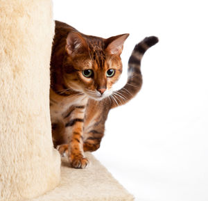 Portrait of cat against white background