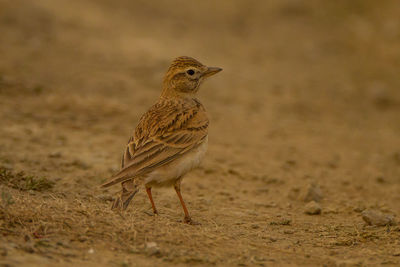 Bird perching on land