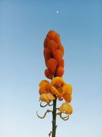 Low angle view of flowering plant against clear blue sky