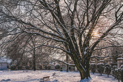 Bare trees on snow covered field against sky