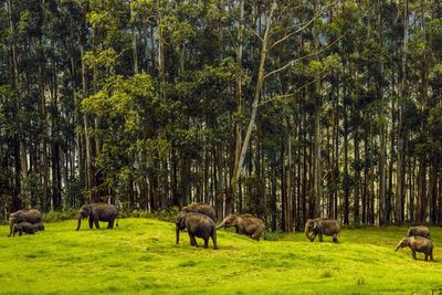View of sheep grazing in forest