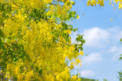 Close-up of fresh yellow plants against sky