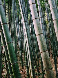 Full frame shot of bamboo trees in forest