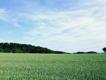 Scenic view of grassy field against sky