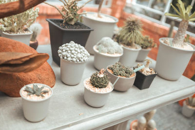 Close-up of potted plants for sale