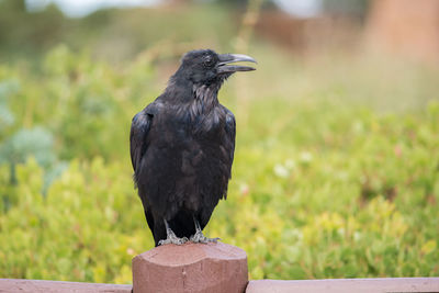 Close-up of raven perching on fence